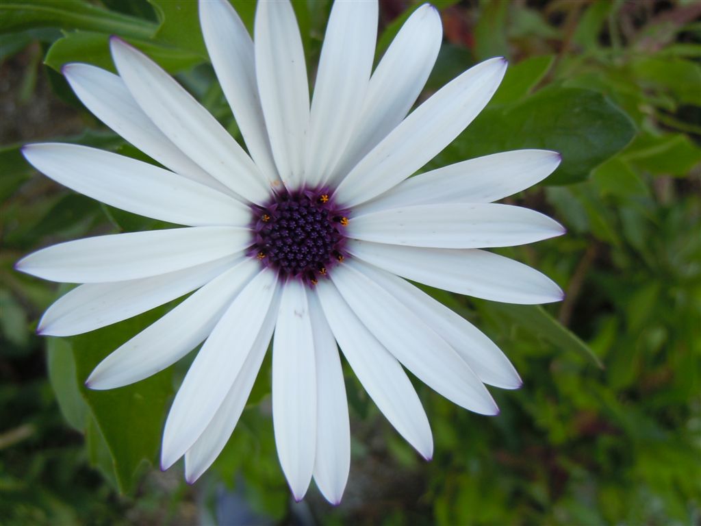 Fiore dubbio - Osteospermum ecklonis